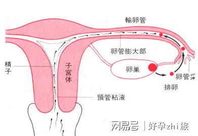 捐卵试管婴儿