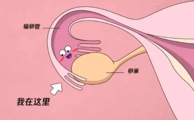 捐卵