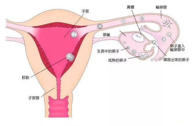 455医院试管婴儿