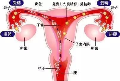 捐卵工作